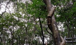 世上只有藤缠树 世上只有藤缠树