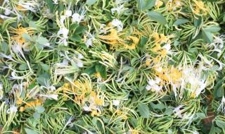 种植什么药材最赚钱