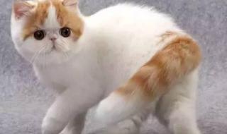 异国短毛猫 异国短毛猫