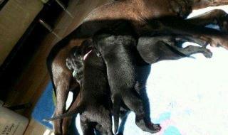 驯养母狗记 驯养母狗记