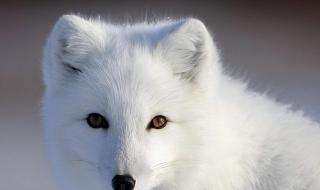 小狐狸发明记主题曲 小狐狸发明记主题曲