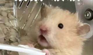 鼠鼠文学是什么梗 鼠鼠文学是什么梗